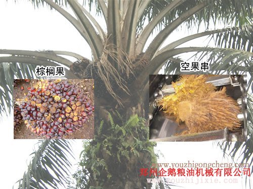 棕櫚油加工設(shè)備 企鵝是棕櫚油設(shè)備生產(chǎn)廠家(圖1) 棕櫚油加工設(shè)備 企鵝是棕櫚油設(shè)備生產(chǎn)廠家(圖1)