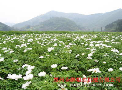 牡丹籽榨油機(jī)