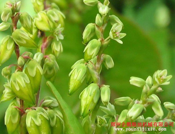 油脂設備之苦蕎籽油提取設備 苦蕎籽油營養(yǎng)價值高(圖1) 油脂設備之苦蕎籽油提取設備 苦蕎籽油營養(yǎng)價值高(圖1)