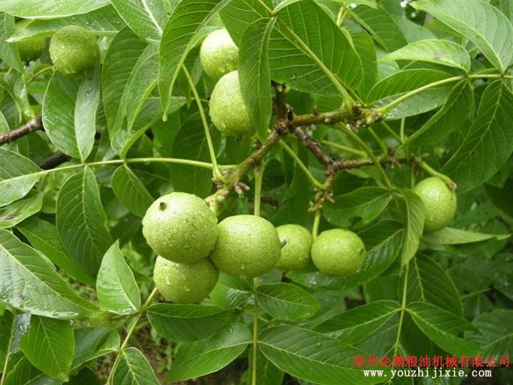 核桃榨油成套設(shè)備交鑰匙工程(圖2) 核桃榨油成套設(shè)備交鑰匙工程(圖2)